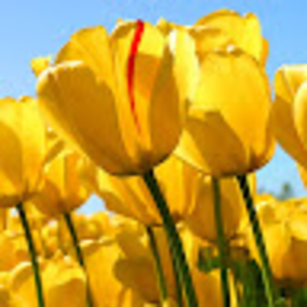 Meet your Posher, Joyce